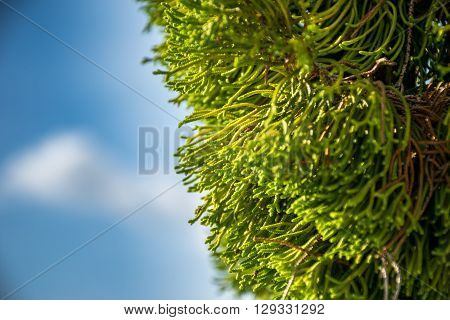 Close up Pine Leaf or Juniperus chinensis