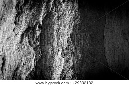 The pattern of the eucalyptus tree skin.(Black and White Image