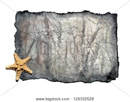 Sea Shell background