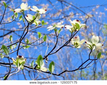 Dogwood flowers in forest of Mclean near Washington DC 13 April 2016 USA
