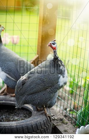 guinea fowl on a sunny summer day