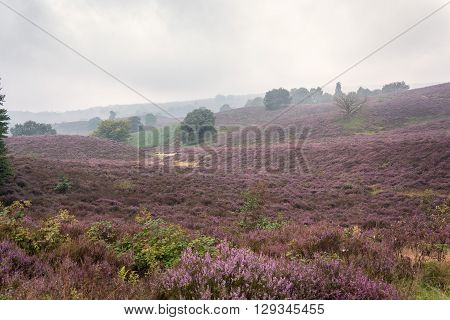 The Veluwe is a forest-rich ridge of hills (1100 km²) in the province of Gelderland in the Netherlands. The Veluwe features many different landscapes including woodland heath some small lakes and Europe's largest sand drifts.