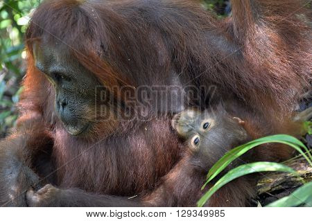 A Female Of The Orangutan With A Cub In A Native Habitat. Bornean Orangutan (pongo Pygmaeus Wurmmbii