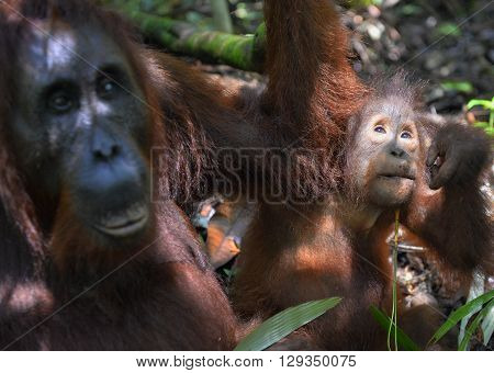 A Female Of The Orangutan With A Cub In A Native Habitat. Bornean Orangutan (pongo Pygmaeus Wurmmbii