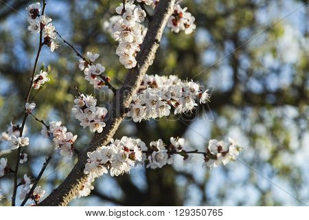 Spring flowers of apricot in te garden