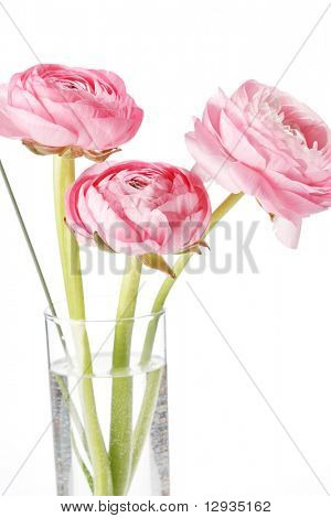 Ranuncolo rosa