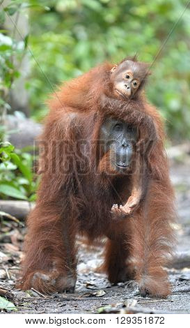A Female Of The Orangutan With A Cub In A Native Habitat. Bornean Orangutan (pongo Pygmaeus Wurmmbii