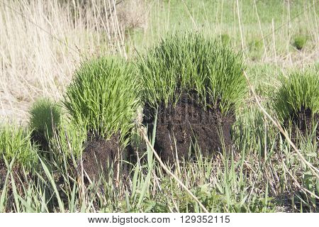 the new green grass on brunt mounds
