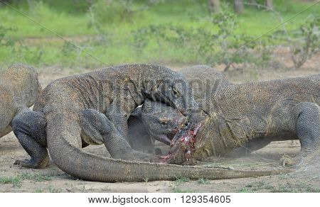 The Komodo Dragon Dragons Fight For Prey. The Komodo Dragon, Varanus Komodoensis