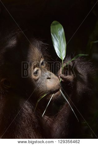 The Close Up Portrait Of Cub F Of The Orangutan With Green Leaf  On The Dark Background