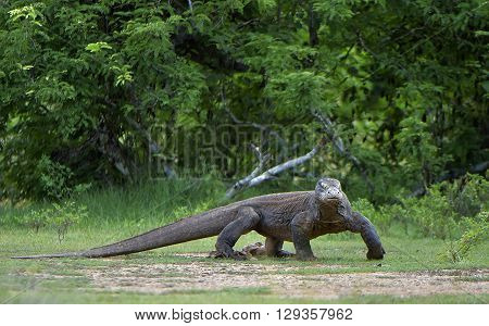 Portrait Of The Komodo Dragon ( Varanus Komodoensis ) Is The Biggest Living Lizard In The World.