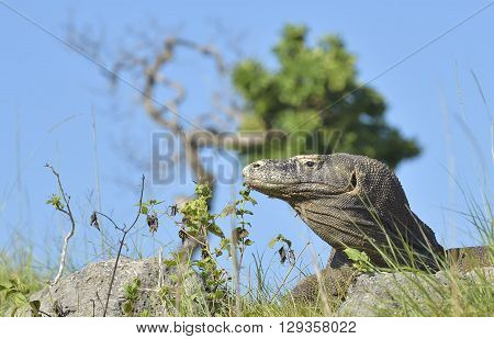 Portrait Of The Komodo Dragon ( Varanus Komodoensis ) Is The Biggest Living Lizard In The World.