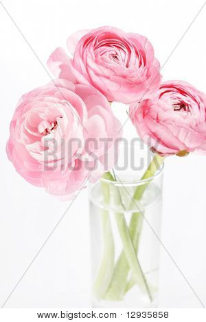 Ranuncolo rosa