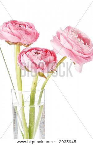 Ranuncolo rosa