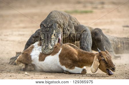 Attack Of A Komodo Dragon. The Komodo Dragon ( Varanus Komodoensis ) .