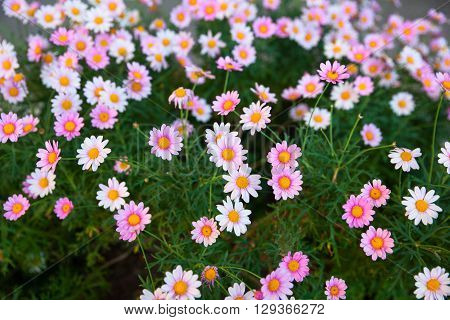 Close up of white and pink daisies