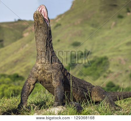 Komodo Dragon Stands On Its Hind Legs And Open Mouth. The Komodo Dragon ( Varanus Komodoensis ) Is T