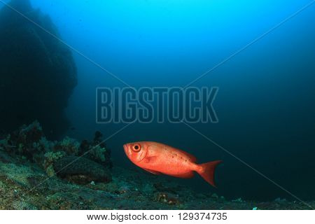 Underwater coral reef and fish