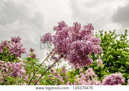 Pinkish purple lilacs with fresh spring blossoms