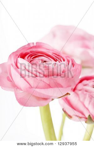 Ranuncolo rosa