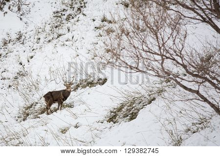 a deer on snow hill in winter
