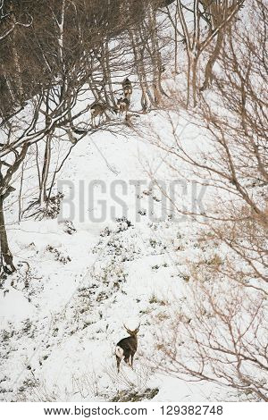 Deer family on snow hill in winter