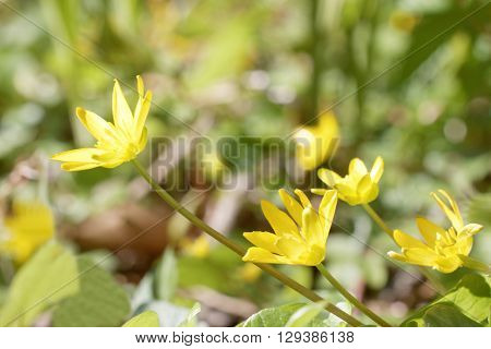 Yellow lesser celandine flowers. Latin name: Ranunculus ficaria