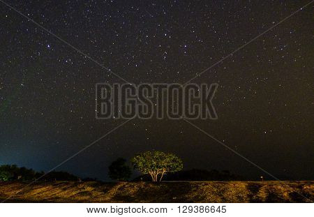 All of stars at Kangkrajan Thailand.
Lonely tree.