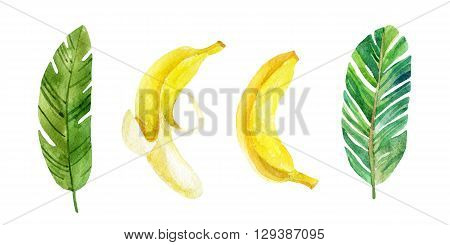 Banana leaves and fruits. Watercolor hand painted illustration