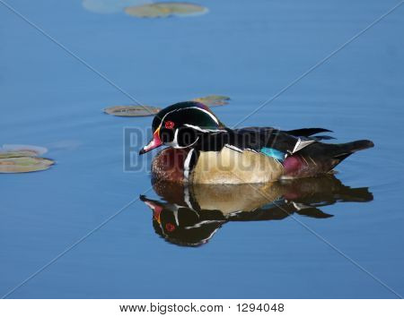 Wood Duck