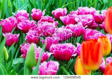 Vibrant colorful  holiday or birthday background with beautiful shaggy edged fuzzy pink tulips flowerbed