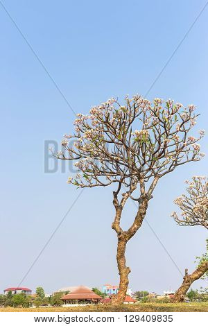 Yellow plumeria flowers on tree with blue sky at public park in thailand.