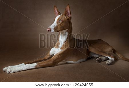 Studio shot of purebred Podenco ibicenco dog lying in front of brown background