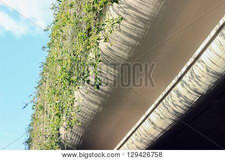 green plants hanging on the wall under sunshine