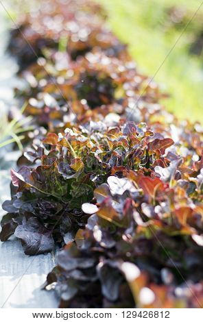 Fresh organic vegetable in hydroponic vegetable field.