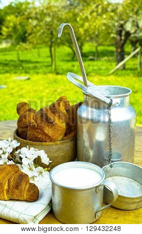 Aluminum milkcan witn organic milk and fresh baked croissants in the green spring garden