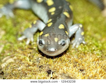 Ambystoma maculatum (Ambystoma maculatum)