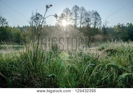 sunrise in the meadow and the spiderweb