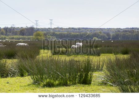 Sheep grazing peacefully on the green field marsh swamp