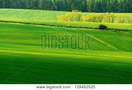 Beautiful Green Sping Rural Landscape