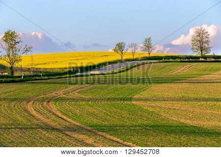 Beautiful Summer Rural Landscape