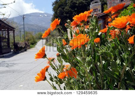 Beautiful garden flowerssummer flower background in Crèta