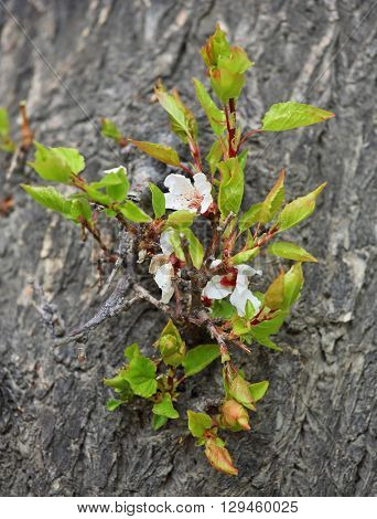 Apricot flowers on bark of old tree trunk
