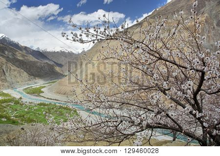 Apricot blossom in Himalayas 