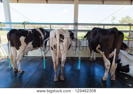 Cow In Farm Prepare For Being Milked