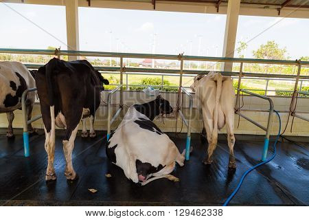Cow In Farm Prepare For Being Milked
