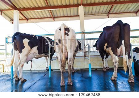 Cow In Farm Prepare For Being Milked