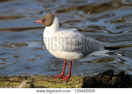 A Chroicocephalus ridibundus at the water front