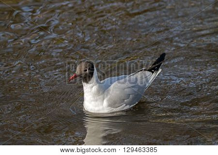 A Chroicocephalus ridibundus gull in the water