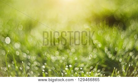 Abstract Blurred grass green background with bokeh